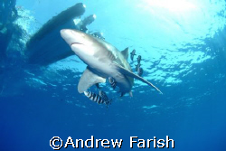 shark  by Andrew Farish 